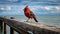 Dignified Cardinal: Captivating Photo Of A Red Bird On An Old Pier