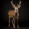 Dignified Deer: Studio Portrait On Isolated Background