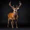 Dignified Deer: Studio Shot On Isolated Background