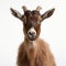 Dignified Goat Portrait In Dark Orange And Brown