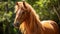 Dignified Harpia Harpyja Horse Portrait In Brazilian Zoo