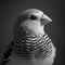 Dignified Portraiture Of A Black And White Bird