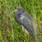 Dignified tricolored heron standing in tall green grass