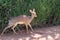 Dik-Dik along roadside on Serengeti