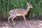 Dik-Dik along roadside on Serengeti