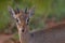 Dik-dik antelope in the savannah