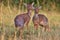 Dik-dik antilope pair in the beautiful nature habitat