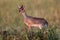 Dik-dik antilope pair in the beautiful nature habitat
