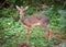 A dik-dik. Lake Manyara national park, Tanzania, Africa.