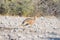 Dik-Dik Madoqua antelopes in the bush at Kruger National Park, travel destination in South Africa.