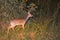 Dik-dik by night, Maasai Mara Game Reserve, Kenya