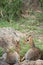 Dik Dik pair of small antelopes rest in the Serengeti National Park Tanzania