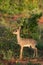 A dik-dik, a small antelope in Africa