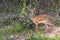 A dik-dik, a small antelope in Africa. Lake Manyara national par