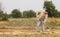 DIKANKA, UKRAINE - SEPTEMBER 30, 2015: Country farmer working in