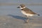 Dikbekplevier, Wilsons Plover, Charadrius wilsonia