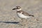 Dikbekplevier, Wilsons Plover, Charadrius wilsonia