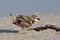 Dikbekplevier, Wilsons Plover, Charadrius wilsonia