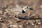 Dikbekplevier, Wilsons Plover, Charadrius wilsonia