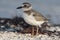 Dikbekplevier, Wilsons Plover, Charadrius wilsonia