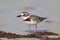 Dikbekplevier, Wilsons Plover, Charadrius wilsonia