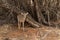 Dikdik antelope in the savannah of Kenya