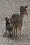 dikdik mother and newborn child