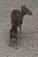 dikdik mother and newborn child