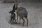 dikdik mother and newborn child