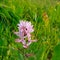 Diktamnus, ash flower or uncaptured bush. Wild poisonous flower. Natural background