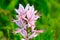 Diktamnus, ash flower or uncaptured bush. Wild poisonous flower. Natural background