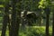 Dilapidated hut in a light flooded, fairy tale forest