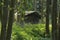 Dilapidated hut in a light flooded, fairy tale forest