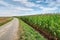 Dilapidated road along a cornfield, with a blue sky and clouds in the background, on a sunny day