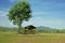 Dilapidated shack under tree in rice sprouts field