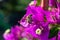 Diligent bee covered with pollen on a leaf of a Bougainvillae