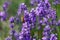 Diligent bee harvest the pollen from purple lavender flower for making honey at summer. Close-up macro