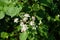 Diligent bees collect nectar from wild blackberry flowers. Berlin, Germany