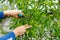 Diligent farmer man pruning trees in garden outdoors