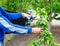 Diligent farmer man pruning trees in garden outdoors