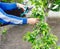 Diligent farmer man pruning trees in garden outdoors