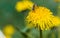 Diligent honeybee collecting pollen on yellow dandelion flower at springtime