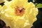 Diligent honeybee pollinates the yellow rose