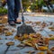 Diligent man with broom tidies cement patio, leaves dancing away