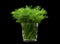 Dill aromatic herb