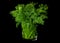 Dill aromatic herb on black