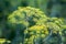 Dill on the beds. Dill inflorescence on green background_