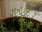 Dill blooming flowers