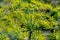 Dill blooming yellow bushes growing in the garden