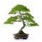 Dill Bonsai: White Background Isolated With No Shade Or Shadow